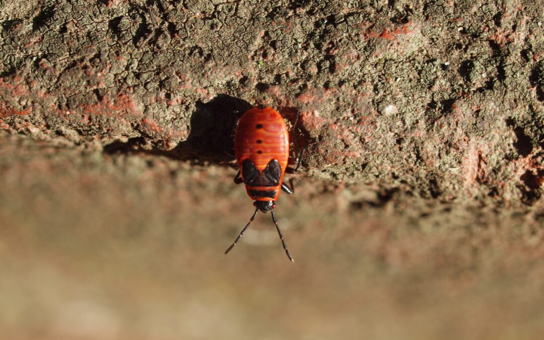 Insekten