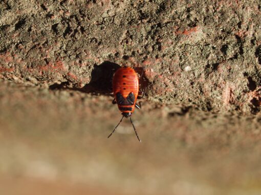 Insekten